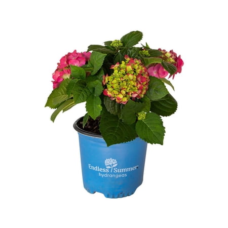 Endless Summer 1G Hydrangea Summer Crush Live Shrubs Full Sun Red