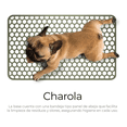 thumbnail image 3 of Jaula Transportadora Bloosom  Portatil Perro Gato Conejo Mascota Cafe, 3 of 5