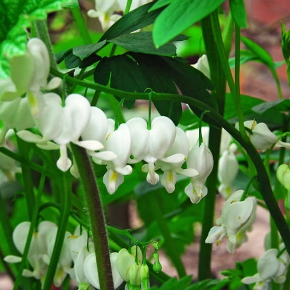 White Bleeding Heart Flower Root - Deer Resistant - Good as Cut Flowers - Perennializing - Easy to Grow Live Plants - Outdoor Garden