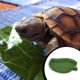 thumbnail image 5 of Alimentador de agua para reptiles Methold en forma de hoja cuenco de alimentación, 5 of 6