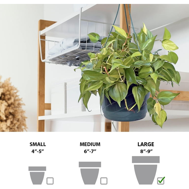 rubber plant tall 5ft Tall Potted Real Touch Rubber Tree  Jamali Garden