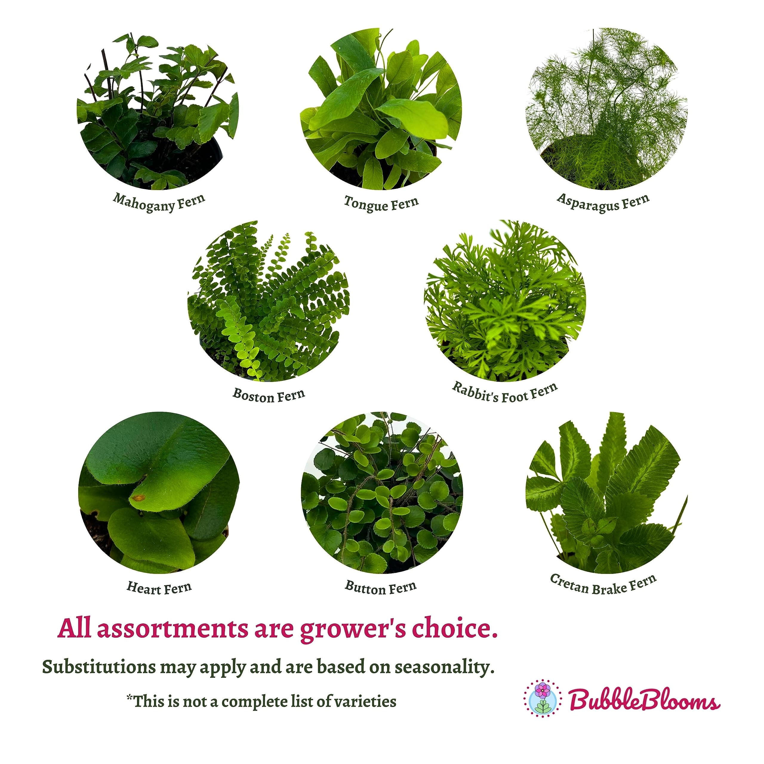 BubbleBlooms Fern Variety Assortment, 6 Different Plants, Variety Bundle- 2 Inch Pots