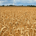 thumbnail image 1 of Dried Wheat Stalks, 600 Stems Wheat Sheaves for Decorating Wedding Table Home Kitchen (15.7 Inches), 1 of 6