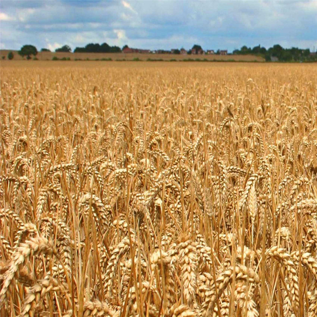 Dried Wheat Stalks, 600 Stems Wheat Sheaves for Decorating Wedding Table Home Kitchen (15.7 Inches)