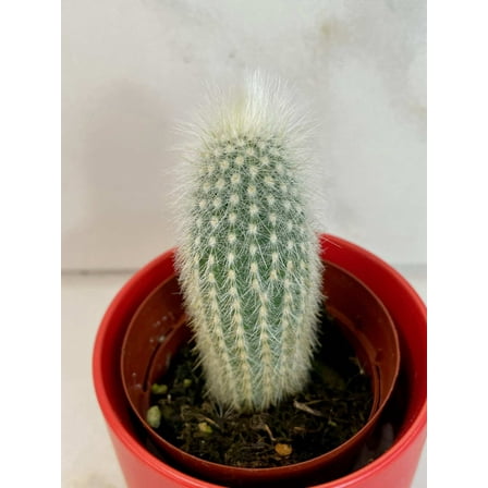 Cleistocactus Strausii, 2" Plant, The Plant Farm