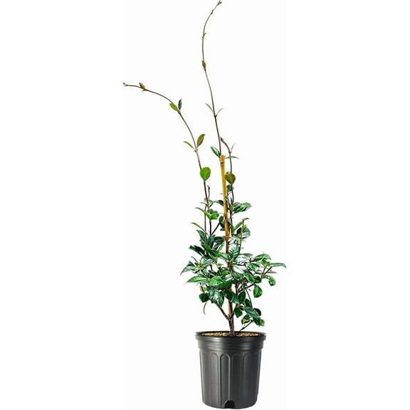 Jasmine Star Confederate I 1 Large Gallon Size Plant I Trachelospermum Jasminoides I Live Fragrant White Star-Shaped Flowers, Perfect for Trellises, Fences, and Arbors