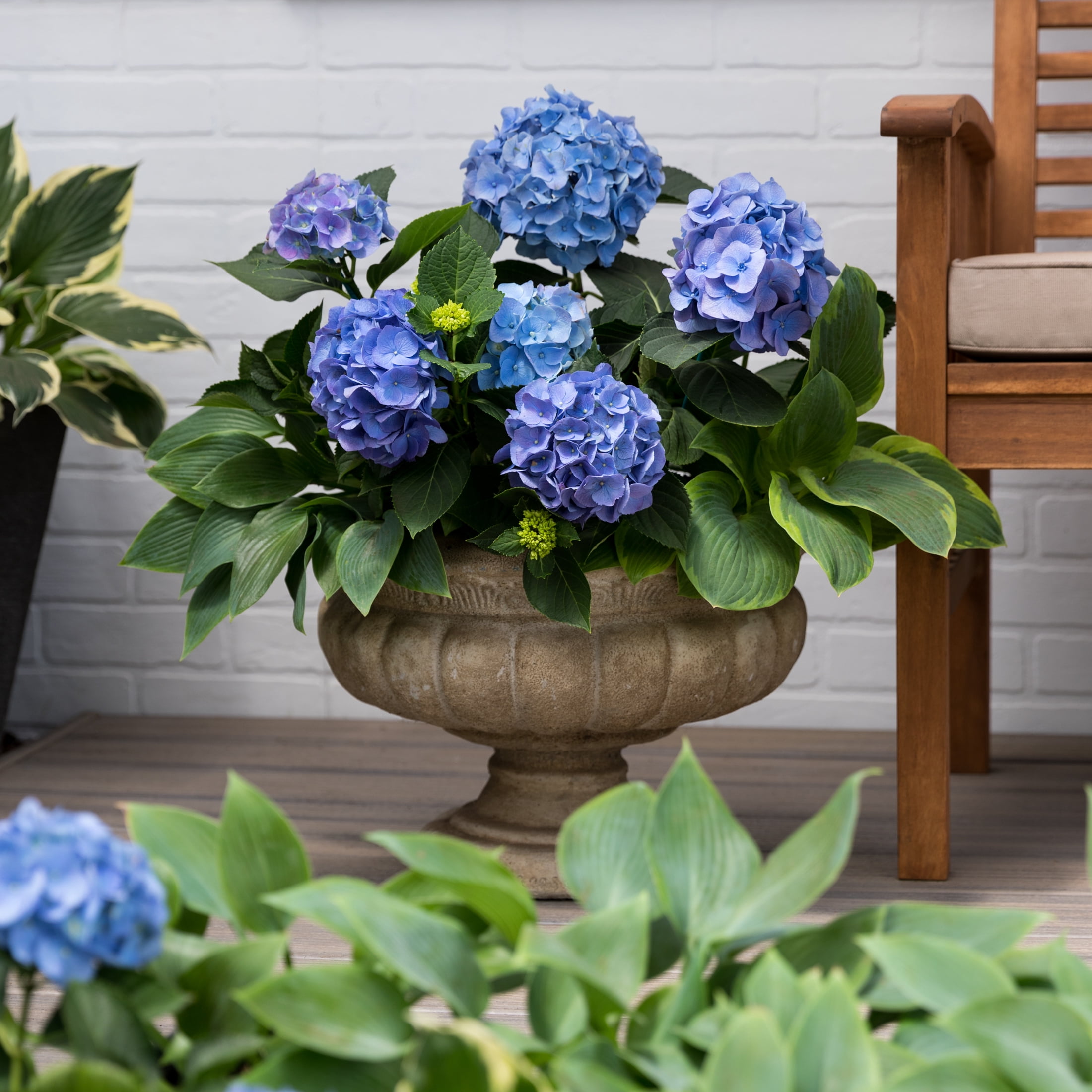 Endless Summer The Original Reblooming Hydrangea Live Shrub in 1-Gallon Grower Pot