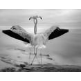 thumbnail image 2 of Wisniowska, Krystina 14x12 White Modern Wood Framed Museum Art Print Titled - Flamingos Duet, 2 of 4