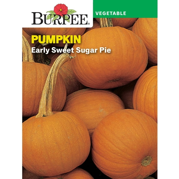 Burpee Early Sweet Sugar Pie Pumpkin Vegetable Seed, 1-Pack