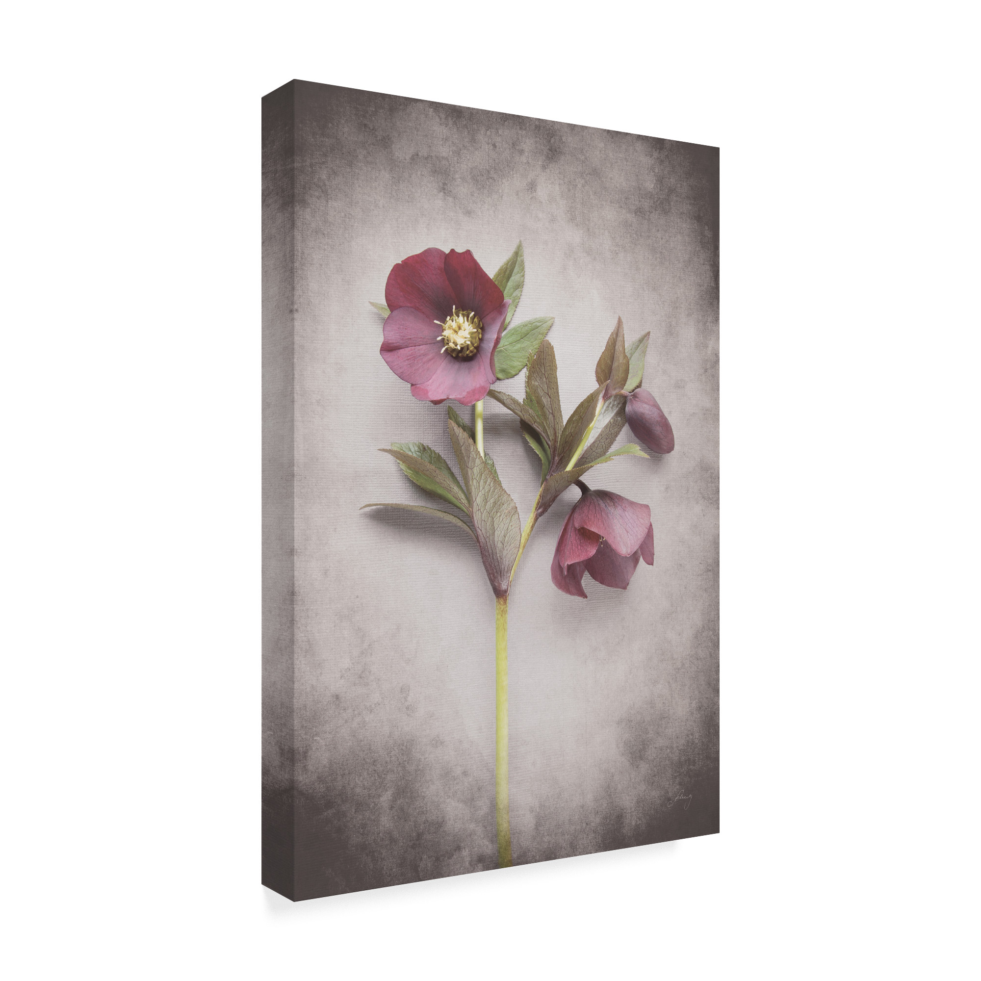 Trademark Fine Art 'Vintage Hellebore Study V' Canvas Art by Felicity Bradley