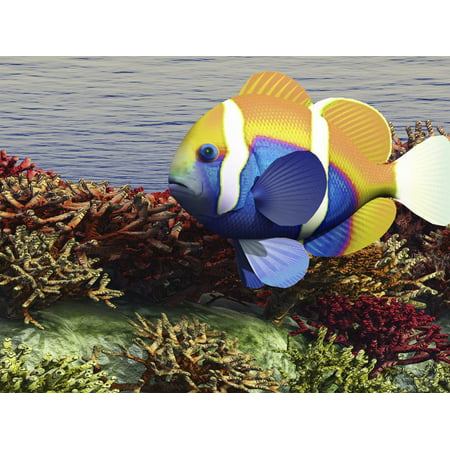 A Colorful Clownfish Swims Among the Corals of An Ocean Reef Print Wall Art By Stocktrek (Best Coral For Clownfish)