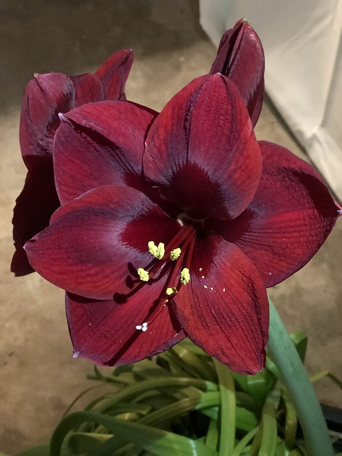 Black Pearl Amaryllis Bulb Single Blooming Walmart.com