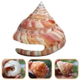 thumbnail image 2 of Rare Natural Pearly Screw Conch Shell Sea Collectible a Snail Coral R6Z8, 2 of 9