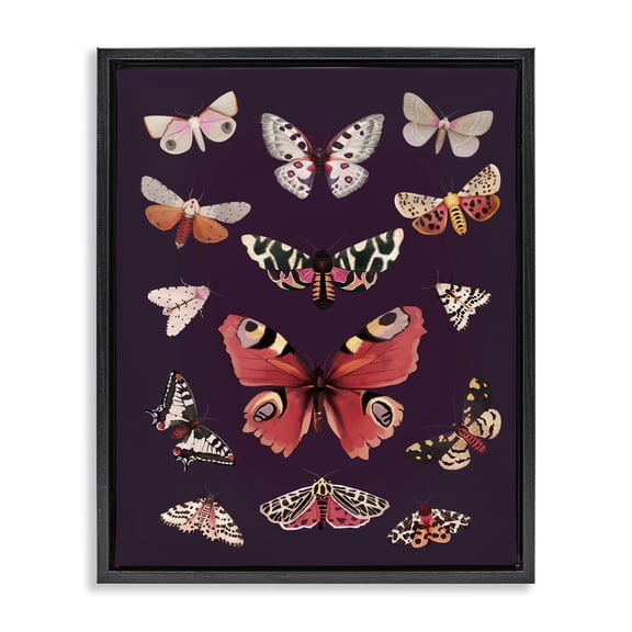 Stupell Industries Victorian Vintage Wildlife Moths Black Floating Frame Canvas Art, 17 x 21, by Diane Neukirch