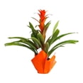 thumbnail image 3 of Maceta de bromelias 1 pza, 3 of 4