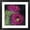 Satin Finish, variant on Blooming Succulent III by Carol Rowan, Framed Wall Art, 13.25W x 13.25H