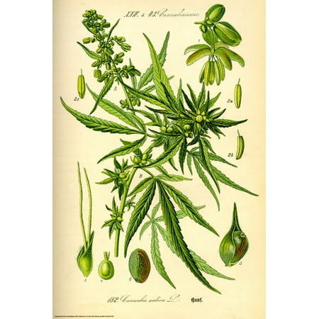 Cannibis Sativa Marijuana Pot Weed Lithograph Art Print Poster 24x36