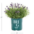 thumbnail image 4 of Better Homes & Gardens 1.5-Gallon Purple Lavender Live Perennial Plant, 4 of 7