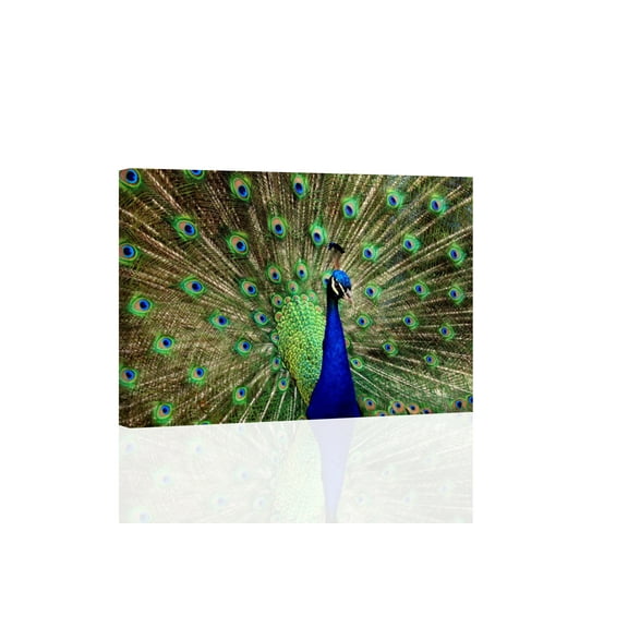 Peacock - CANVAS OR PRINT WALL ART