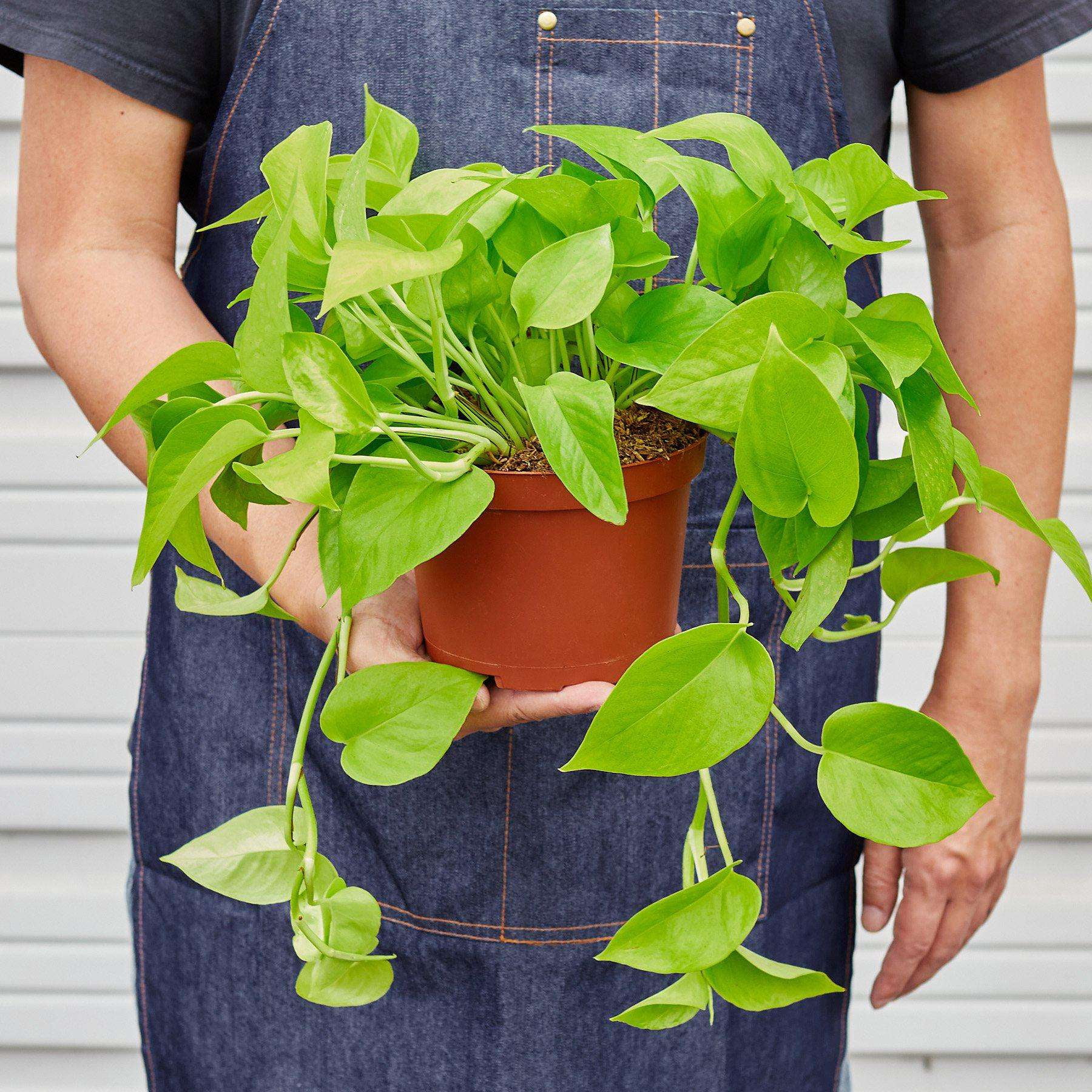 Pothos Neon Live Plant for Indoor | Different Houseplants in 4'' & 6'' Pot | Real House Plant for Living Room, Office, Desk & Bathroom | Neon Pothos | Epipremnum pinnatum
