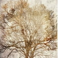 thumbnail image 2 of Phillip, Jamie 20x20 White Modern Wood Framed Museum Art Print Titled - Memory Tree, 2 of 4