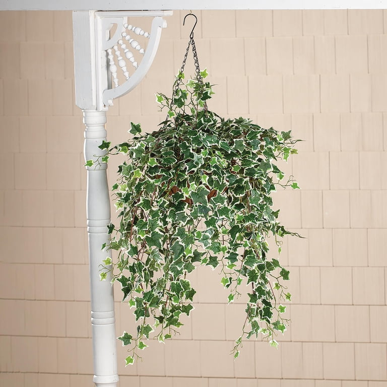 Fully Assembled Ivy Hanging Basket by OakRidge, Holland Variegated