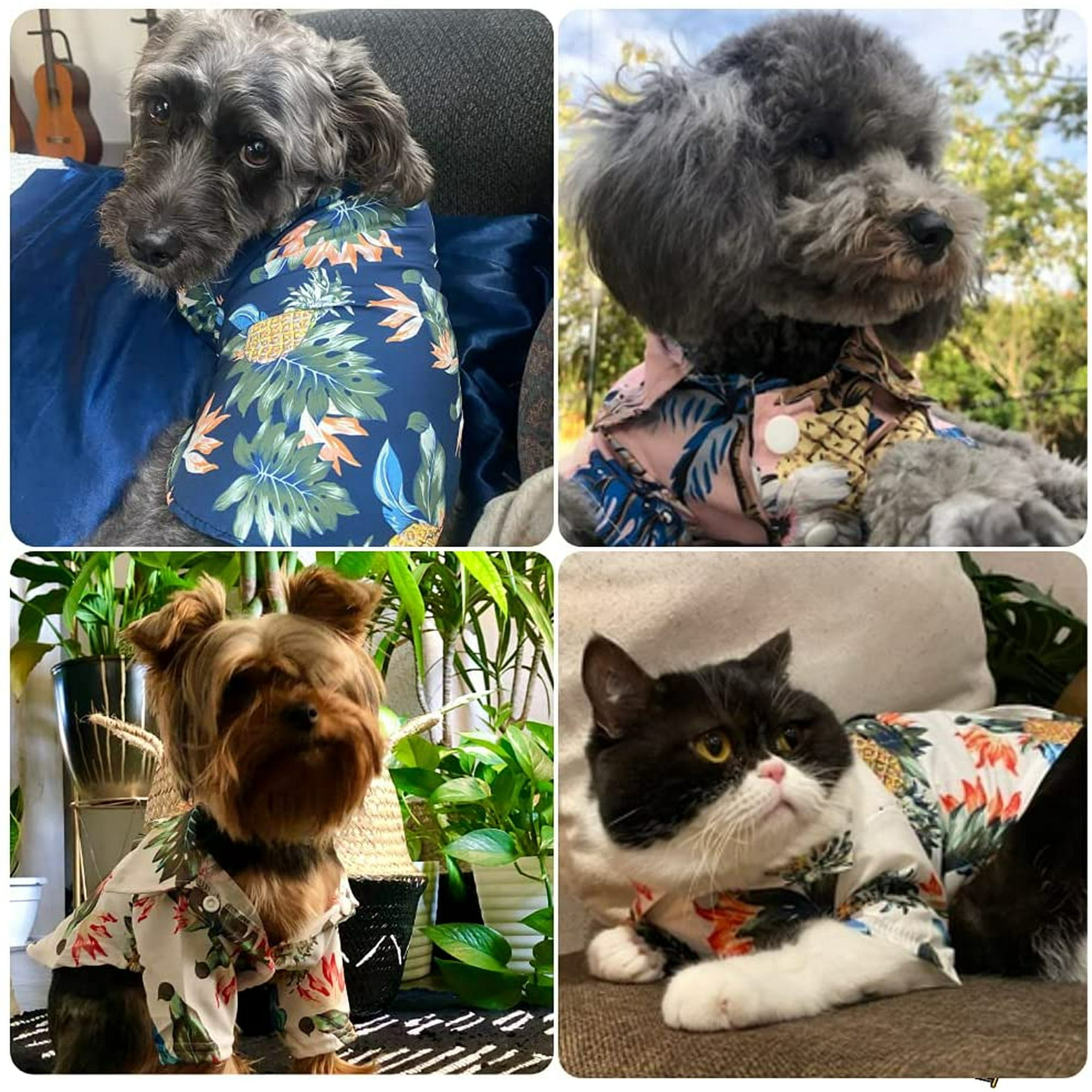 Boy dog accessories online