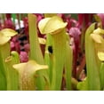 thumbnail image 2 of Carolina Yellow Jacket Pitcher Plant - Sarracenia - 3" Pot, 2 of 2