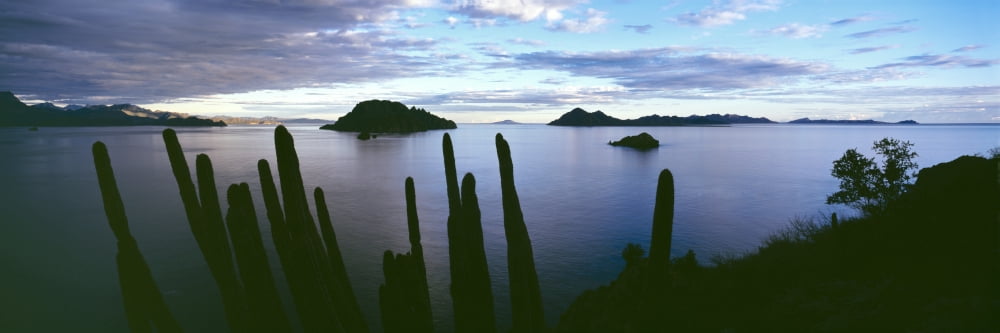 Silhouette of Cardon cacti (Pachycereus pringlei) at sunrise Sea of Cortez Islands of Loreto near Villa del Palmar Punta el Puertecito Loreto Bay National Marine Park Baja California Sur Mexico Canvas