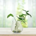 thumbnail image 4 of Zehuanyu  8 Pcs Terrarium Container Ecological Bottle Clear Transparent, 4 of 8