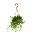 thumbnail image 2 of Baby Tears/Tiny Tears - Pilea depressa - 4" Mini Hanging Basket, 2 of 3
