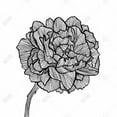 thumbnail image 3 of Peony line - 24"x24" canvas - Print on demand, 3 of 5
