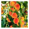 Red Peach Tree, Freestone, HeavyBearing, SelfPollinating, Deciduous