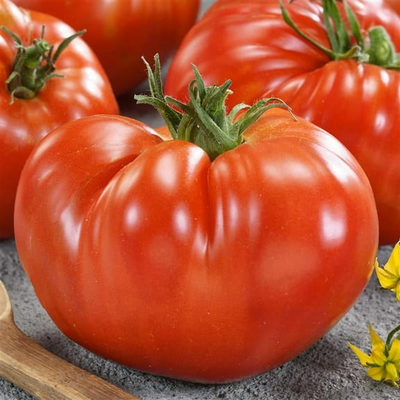 Giant Red Beefsteak Tomato Seeds 300 Mg - Heirloom, Non-GMO, Slicing Variety, Organic, High Yield, Large Fruit for Home Garden, Fresh Eating, Easy to Grow, Perfect for Sandwiches, Salads, & More