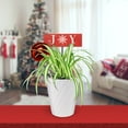 thumbnail image 3 of Wild Interiors 6" Variegated Live Spider Plant (Chlorophytum) in 5" White Ceramic Pot with Red Joy & Ornament, House Plant, 3 of 5