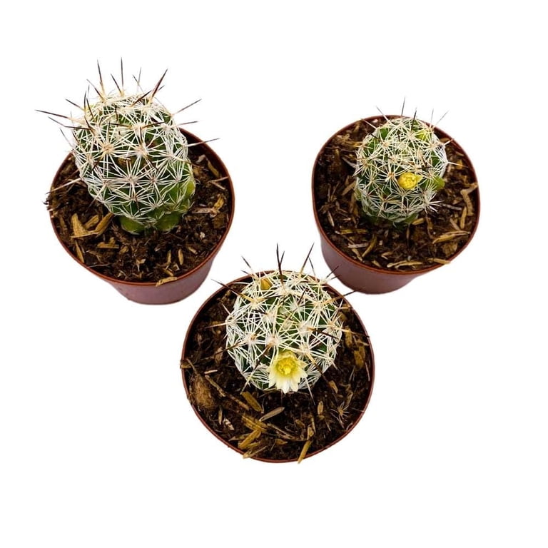 Arizona Snowcap Cactus Mammillaria gracilis Albata, 2 inch Set of 3, Tiny  Mini Pixie