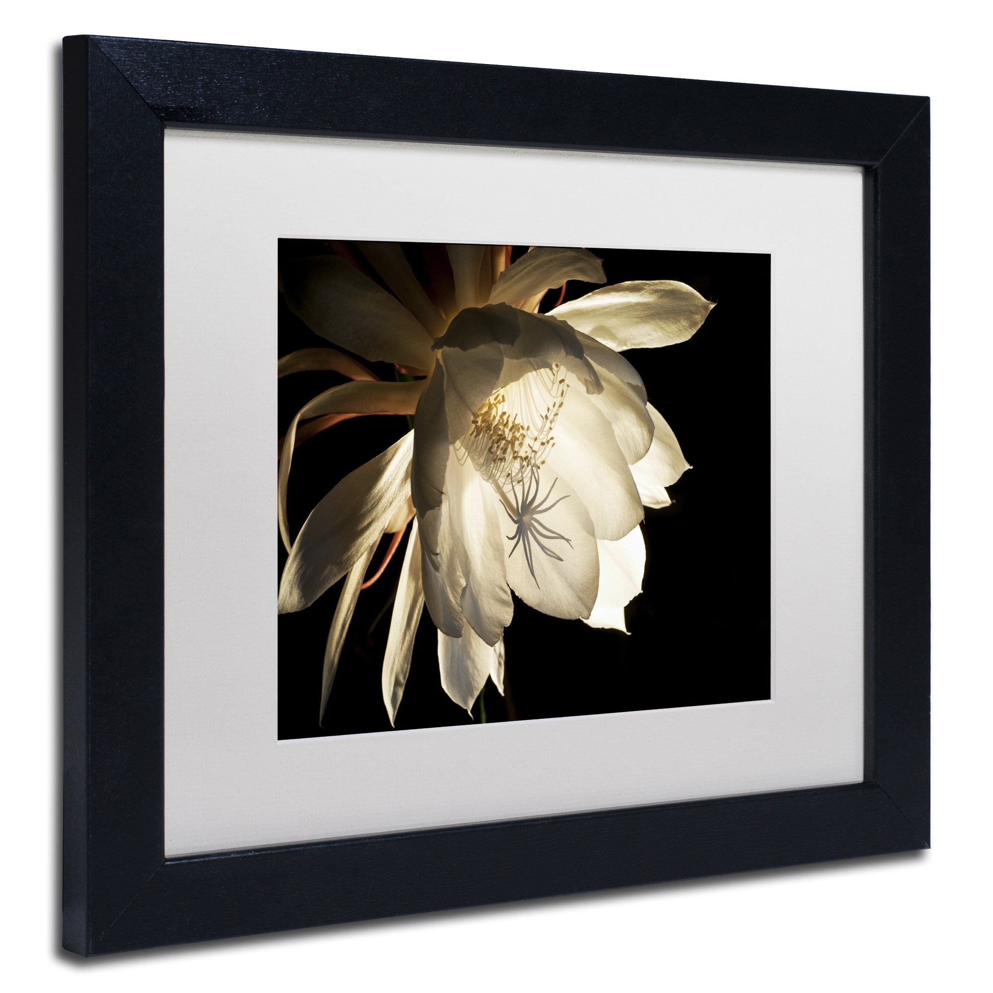 Trademark Fine Art "Midnight Portrait" Canvas Art by Kurt Shaffer White Mat, Black Frame