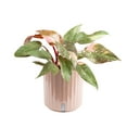 thumbnail image 4 of Costa Farms Live Indoor Multi-color Pink Princess Philodendron plant in self-watering 6in pot, 4 of 10
