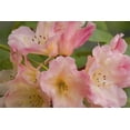 thumbnail image 2 of Paulson, Don 18x13 Black Ornate Wood Framed with Double Matting Museum Art Print Titled - Close-up of pink rhododendron blossoms, 2 of 4