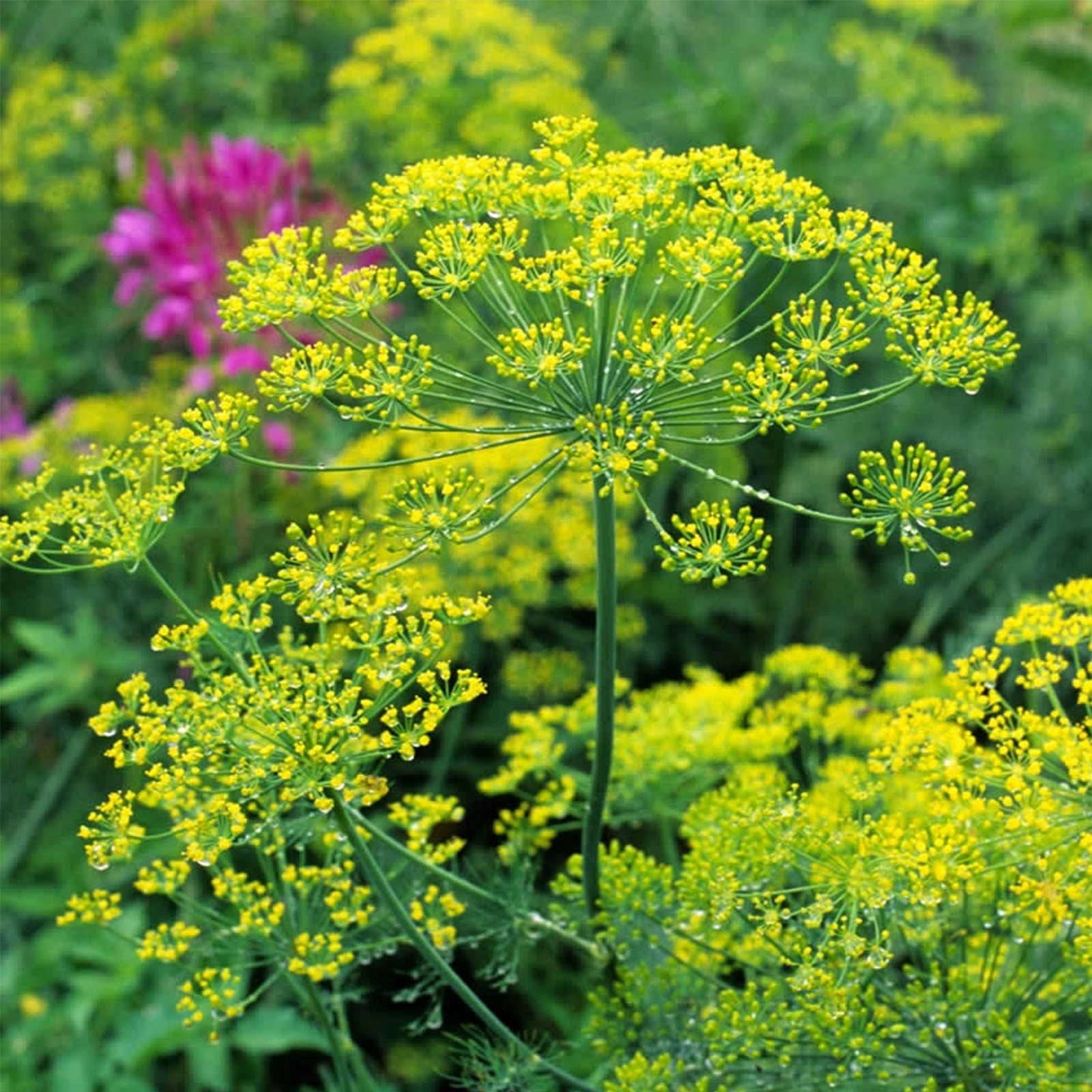 Bouquet Dill Herb Garden Seeds 1 Lb NonGMO, Heirloom Herbal