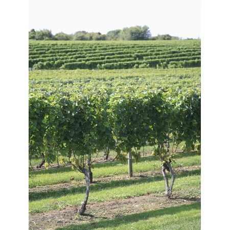 Vineyard of Winery, the Hamptons, Long Island, New York, United States of America, North America Print Wall Art By Wendy