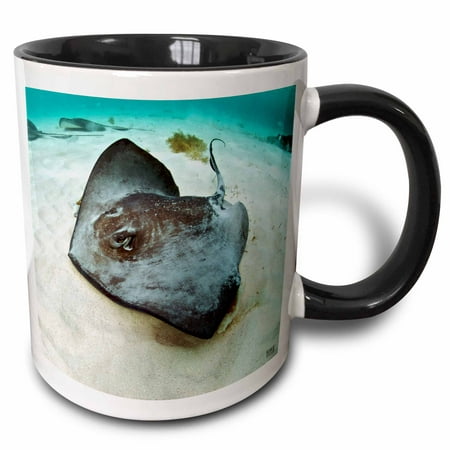 3dRose Southern stingray (Dasyatis americana) in blue clean Caribbean waters at Gibbs Cay - Two Tone Black Mug, (Best Blue Water In Caribbean)