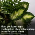 thumbnail image 4 of American Plant Exchange Dish Garden Plant with Pot Cover, Live Assorted Foliage, 6-Inch Pot, 4 of 7
