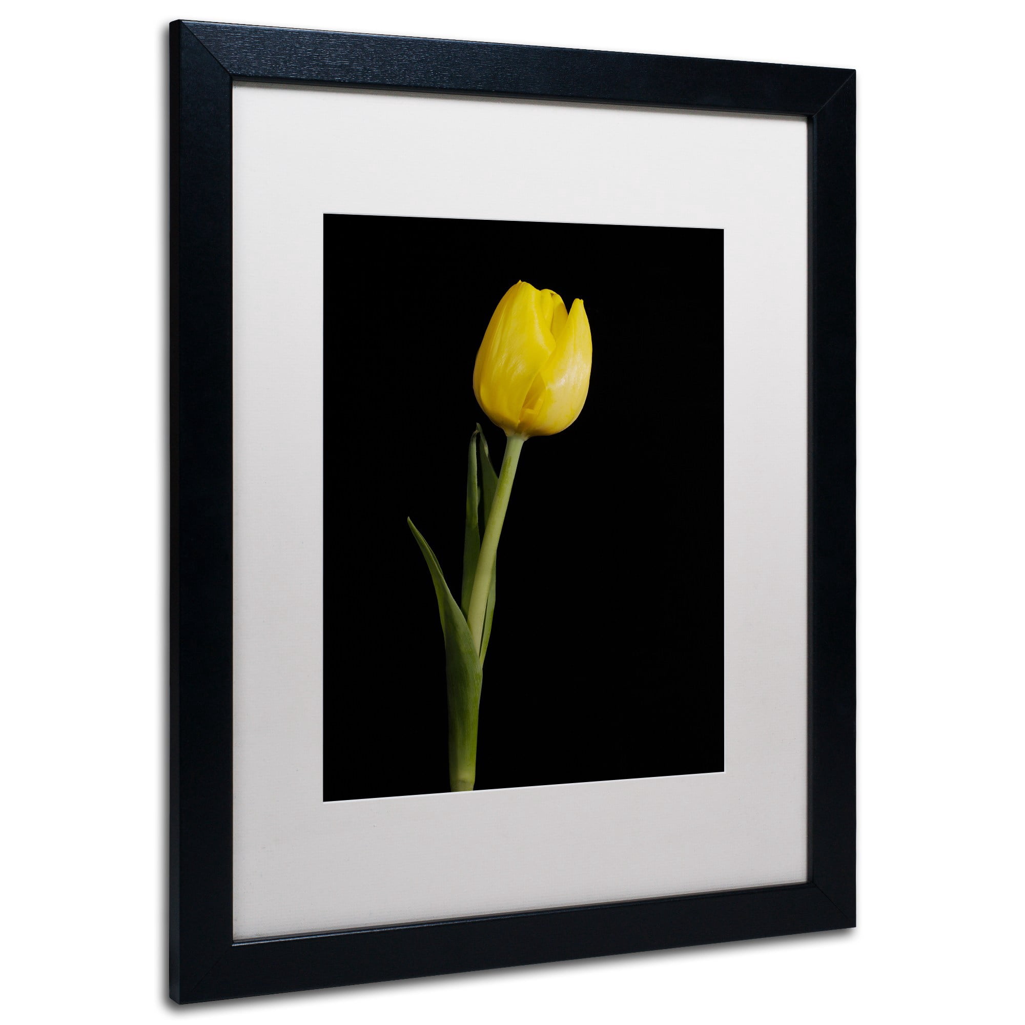 Trademark Fine Art 'Yellow Tulip Black Background 5' Canvas Art by PIPA Fine Art, Black Matte, Black Frame