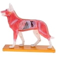 thumbnail image 3 of Modèle Anatomique de Chien Modèle d'Acupuncture Anatomie Modèle de Point d'Acupuncture du Corps de Chien avec 72 Points d'Acupuncture Modèle d'Étude, 3 of 7