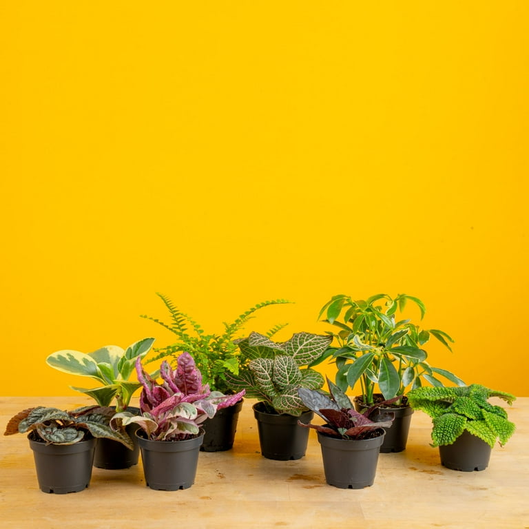 Costa Farms 4" Tiny Plants Assorted Live House Plants in 2.5" Grower Pot 20 (Count)