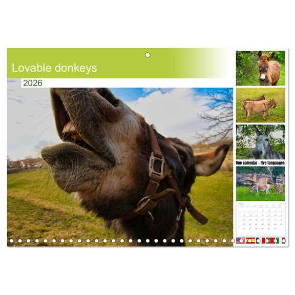 Lovable donkeys (Monthly Wall Calendar 2026 11.7 x 16.5 (open)), CALVENDO 14 Month Calendar