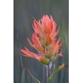 thumbnail image 2 of Jaynes Gallery 17x24 White Modern Wood Framed Museum Art Print Titled - USA-Colorado-Uncompahgre National Forest Indian paintbrush flower close-up, 2 of 4