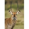 thumbnail image 2 of Morris, Arthur 23x32 White Modern Wood Framed Museum Art Print Titled - Kenya, Lake Naivasha Male Defassa waterbuck, 2 of 4