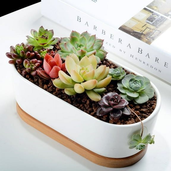 K-Cliffs White Oval 6.8" Ceramic Succulent Planter Pot with Bamboo Saucer